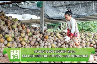 Trung Quốc ngừng mua, giá dừa Bến Tre chỉ còn 2.000 đồng/trái