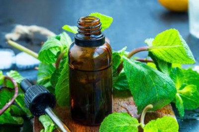 Đúc kết những cách dùng dầu bạc hà chữa đau nửa đầu hiệu quả nhất