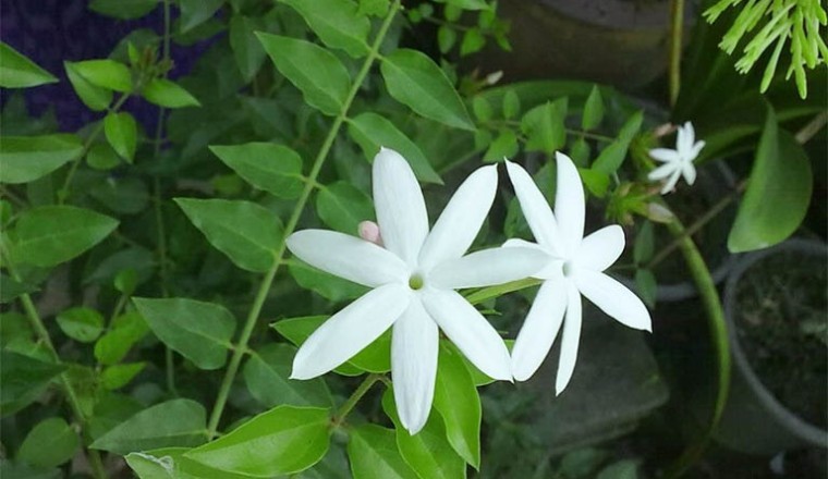 Lợi ích khi uống Chè Vằng