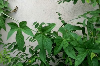 Cây Chìa vôi cây thuốc vị thuốc cứu tinh của bệnh nhân đau xương khớp