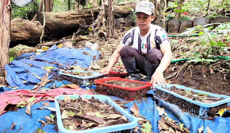 Đã xác định nguyên nhân sâm Ngọc Linh chết hàng loạt