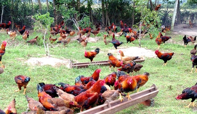 Quy trình chăn nuôi gà hữu cơ