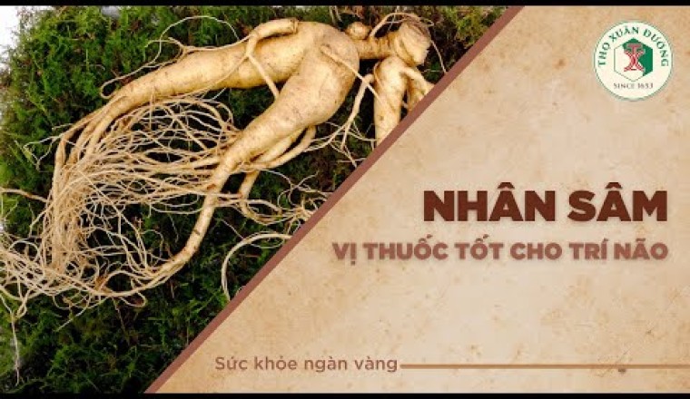 Nhân sâm - Vị thuốc tốt cho trí não