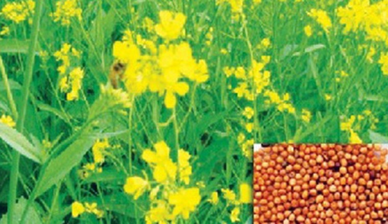 Vị thuốc Bạch giới tử tác dụng trừ đờm, trị ho, tiêu độc