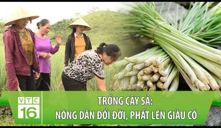Trồng cây sả: Nông dân đổi đời, phất lên giàu có