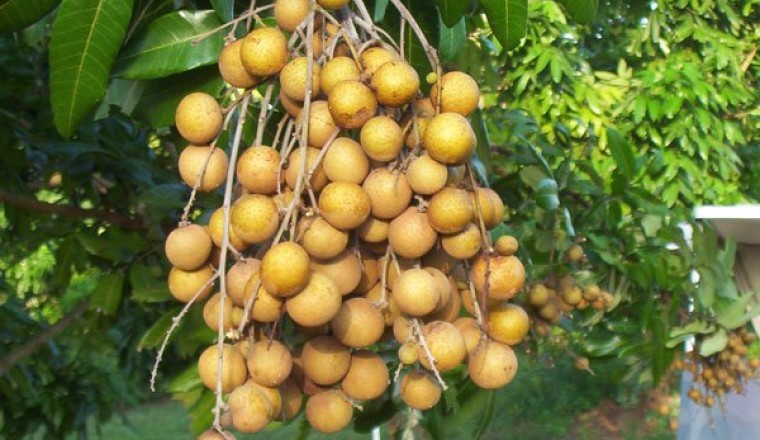 Những ai không nên ăn loại quả được mệnh danh Vua Các Loại Quả