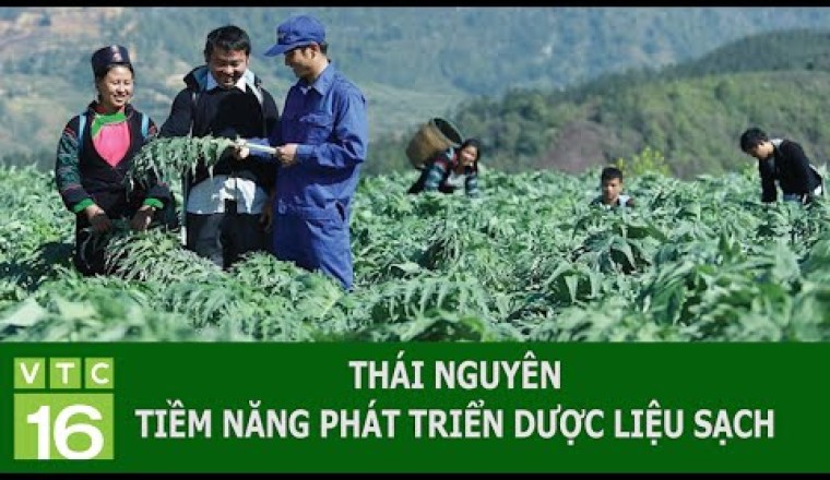 THÁI NGUYÊN: TIỀM NĂNG PHÁT TRIỂN DƯỢC LIỆU SẠCH