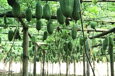 Trồng cây bí xanh thơm đem lại thu nhập cao cho Nông Dân Bắc Kạn