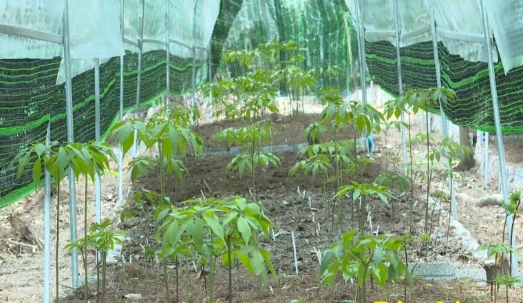 Cây sâm Ngọc Linh trên đất Tênh Phông, Điện Biên