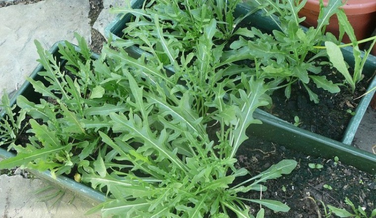 Xà lách rocket, rau arugula, Cải lông, cải rocket công dụng và tác dụng gì?