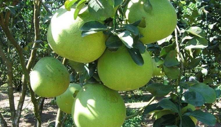 Công dụng và tác dụng của cây Bưởi