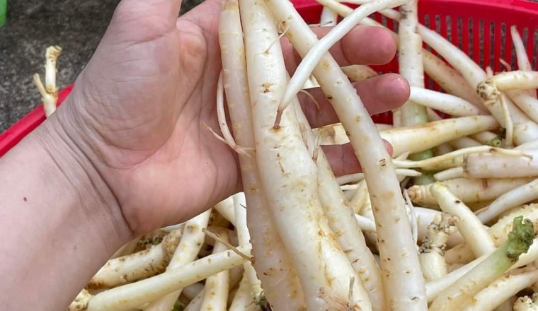 'Thần dược' giá bèo được nhiều người cho là bổ ngang sâm Ngọc Linh ở Quảng Nam: Đảng sâm