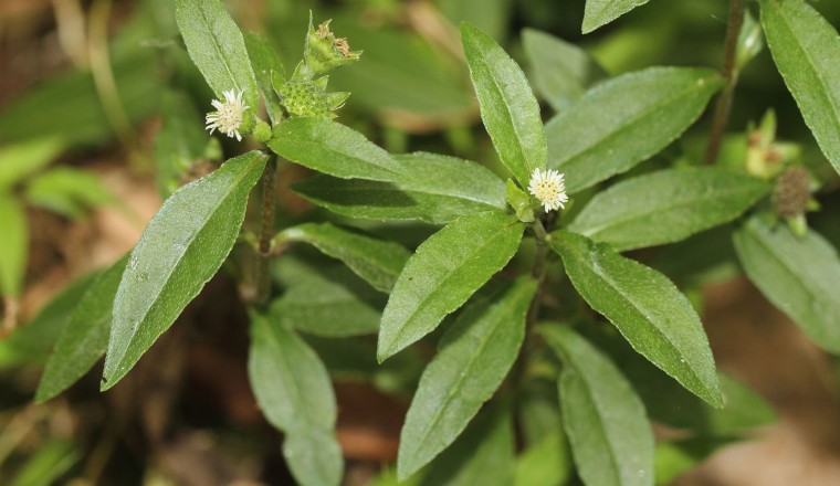 CÂY CỎ MỰC (Eclipta alba L. Hassk)
