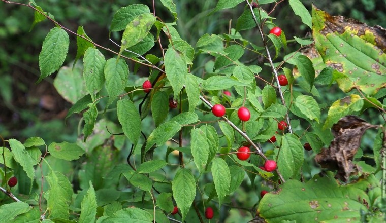 ÚC LÝ NHÂN (Prunus japonica Thunb)