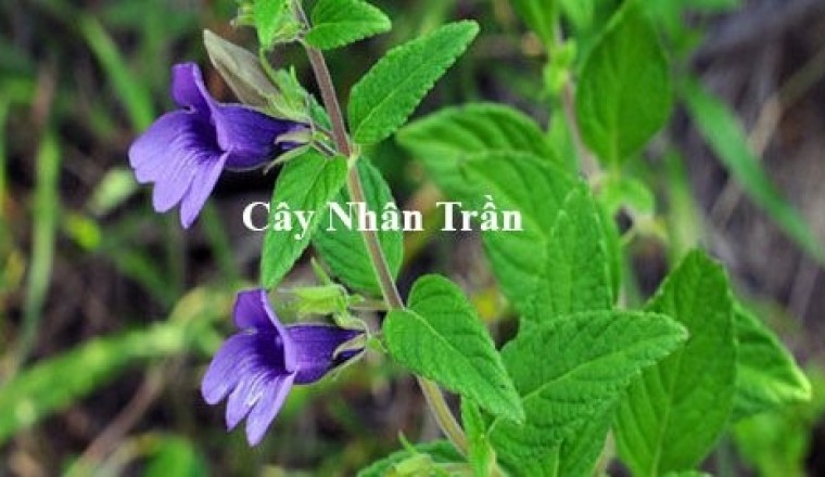 3 thảo dược, cây thuốc nam có tác dụng giải độc gan