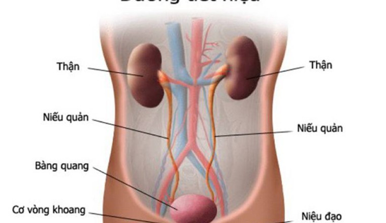 6 Bài thuốc nam chữa viêm đường tiết niệu
