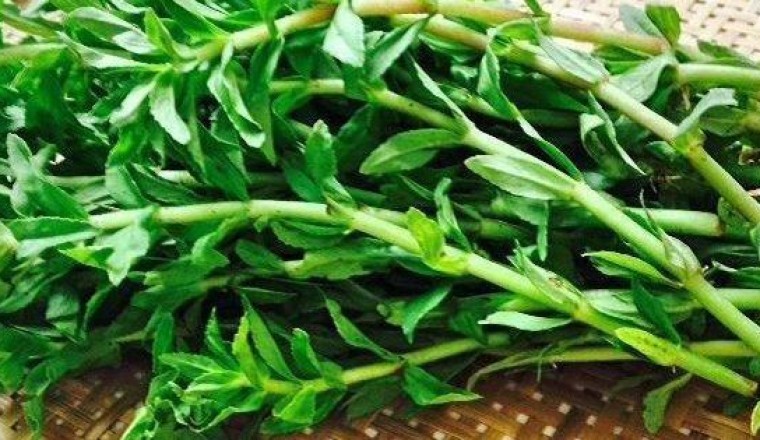 Rau ngổ pha với nước dừa chữa sỏi đường tiết niệu được không?