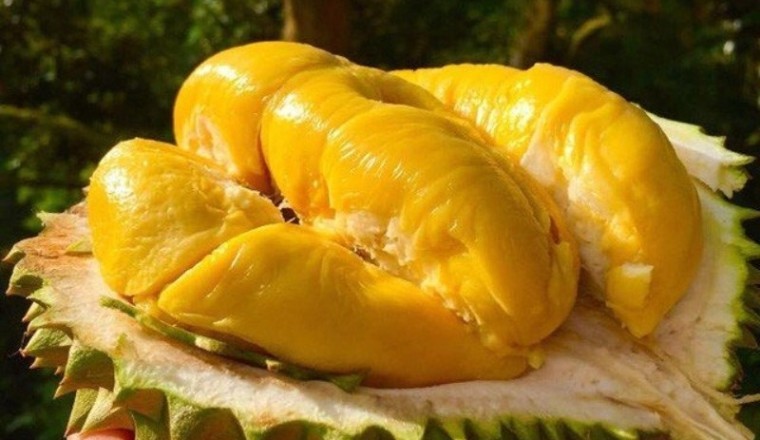 Vị sao ăn Sầu riêng rất kị rượu, cà phê