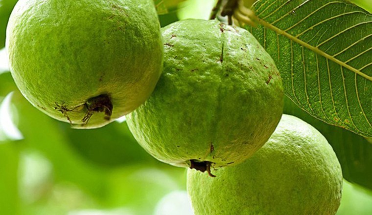 Ăn quả ổi tốt cho phụ nữ mang thai, bệnh tiểu đường, tiêu chảy Ổi có lượng vitamin C nhiều gấp 5 lần Cam