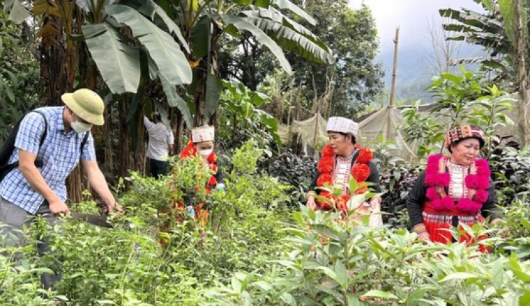 Mô hình trồng cây dược liệu dưới tán rừng, hướng đi mới hiệu quả cho người dân vùng sâu