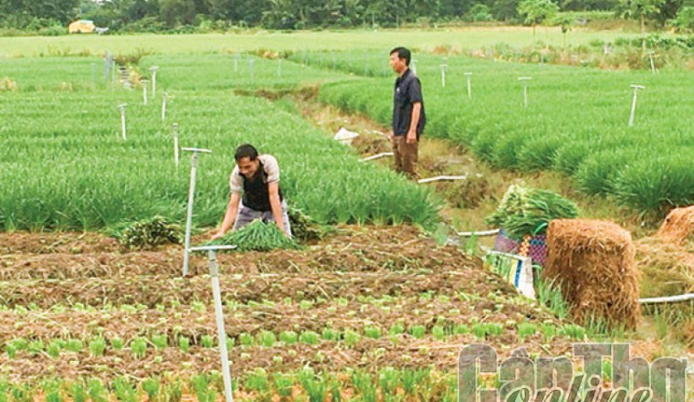 Trồng hẹ giúp nâng cao thu nhập cho nông dân