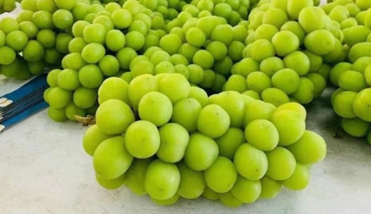 Sự thật Nho Mẫu Đơn có nguồn gốc từ đâu? Người mua tưởng rẻ hóa thành đắt