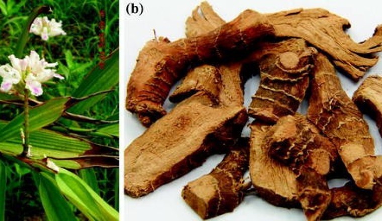 Cây Riềng, củ riềng công dụng và tác dụng