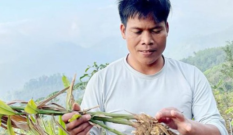 Bảo tồn và phát triển cây dược liệu ở vùng núi Quảng Ngãi
