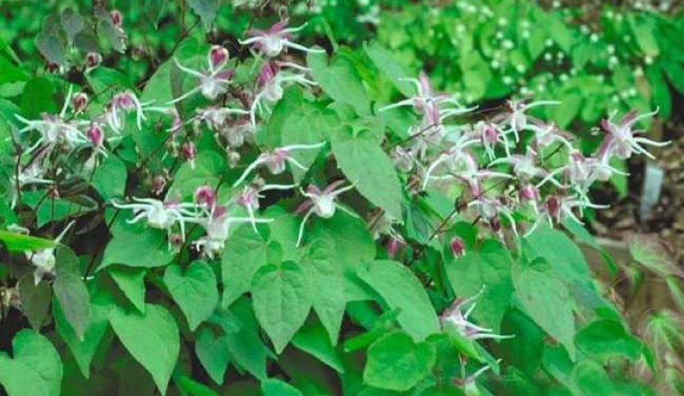 Dâm dương hoắc là một cây thuốc quý chữa yếu sinh lý