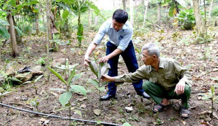 Trồng và bảo tồn cây dược liệu quý giúp nông dân ở Tuyên Quang đem lại thu nhập kinh tế cao