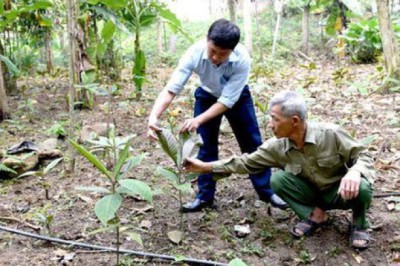 Trồng và bảo tồn cây dược liệu quý giúp nông dân ở Tuyên Quang đem lại thu nhập kinh tế cao