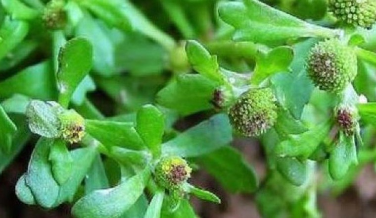 Cóc mẳn, cỏ the, nga bất thực thảo, cây thuốc mộng, cây trăm chân công dụng tác dụng và bài thuốc nam chữa bệnh