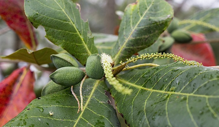 Bàng (Terminalia catappa L.)