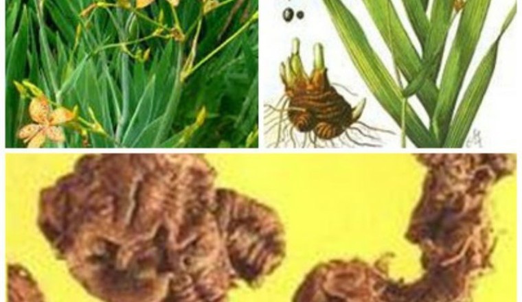 Cây Xạ Can (Belamcanda chinensis (L.) DC.)