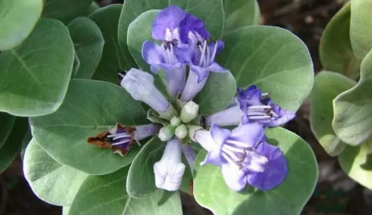 Cây Bình Linh Xoan (Vi-tex rotundifolia L. f.)