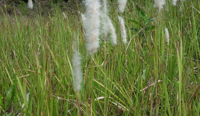 Cỏ Tranh (Imperata cylindrica (L.) P. Beauv. var. cylindrica)