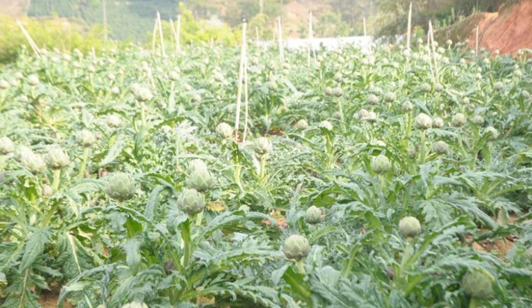 Quy trình kỹ thuật trồng cây Atisô