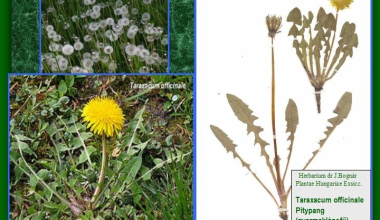 Cây Bồ Công Anh Lùn (Taraxcum officinale F. H. Wigg.)