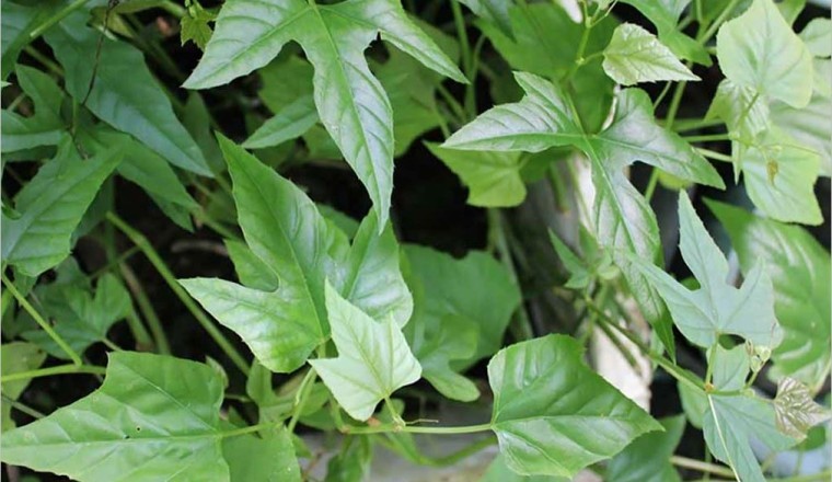 Cây Chìa Vôi (Cissus modeccoides Planch.)