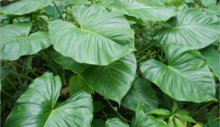 Cây Thiên Niên Kiện (Homalomena occulta (Lour.) Schott.)