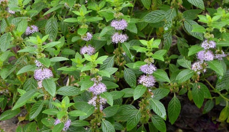 Cây Bạc Hà (Mentha arvensis L.)