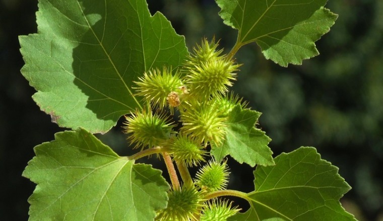 Cây Ké Đầu Ngựa (Xanthium strumarium L.)