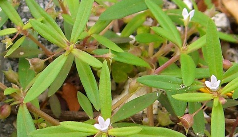 Cây Lưỡi Rắn (Hedyotis corymbosa (L.) Lam.)