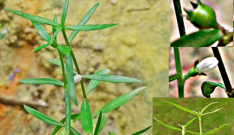 Cây Lưỡi Rắn Trắng (Hedyotis diffusa Willd)