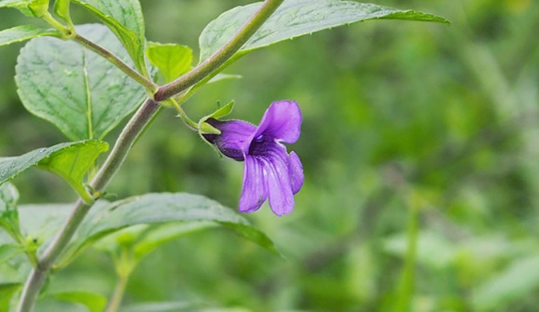 Cây Nhân Trần (Adenosma caerulea R.Br.)