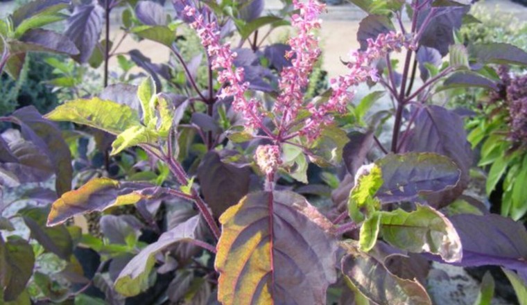 Cây Hương Nhu Tía (Ocimum tenuiflorum L.)