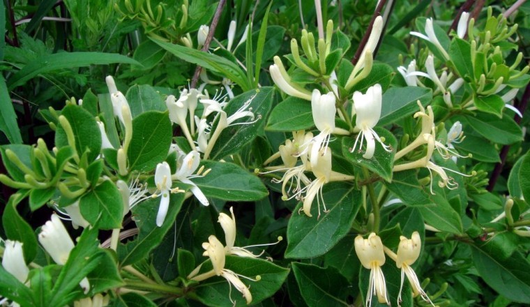 Cây Kim Ngân (Lonicera japonica Thunb)