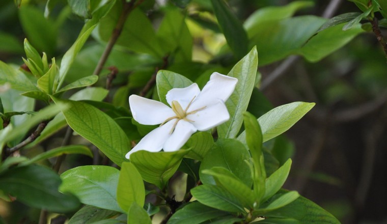 Cây Dành Dành (Gardenia augusta (L.) Merr. (Gardenia jasminoides Ellis))