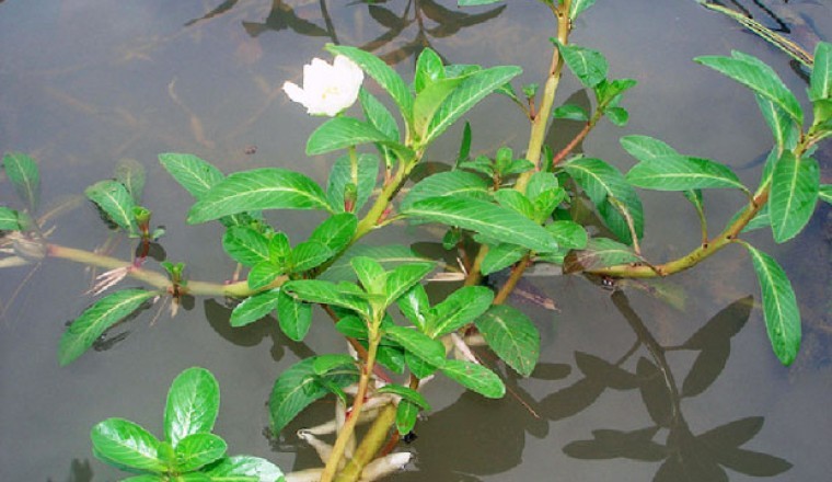 Cây rau dừa nước (Jussuaea repens L. Ludwigia adscendens (L.) Hara)