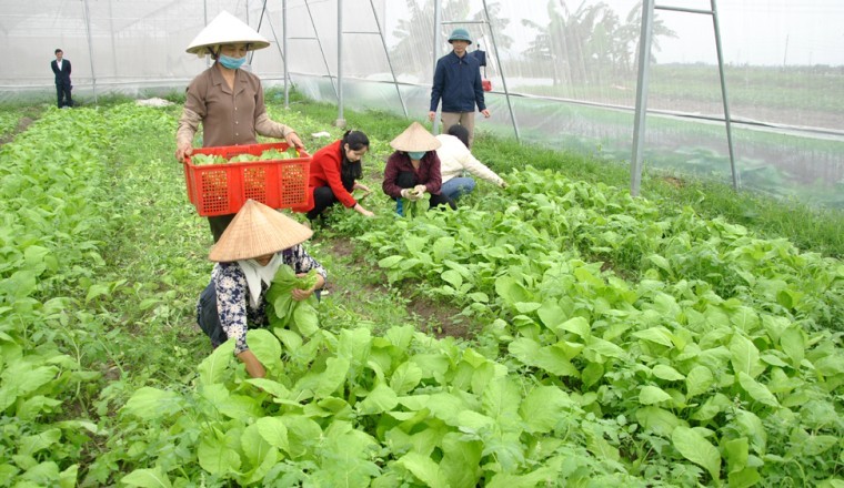 Ba bước cải tạo đất trồng rau hiệu quả